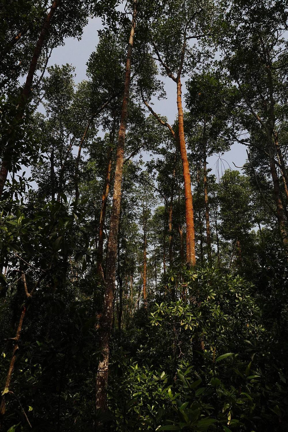 Tall mangrove trees in Tanjung Piai Johor National Park