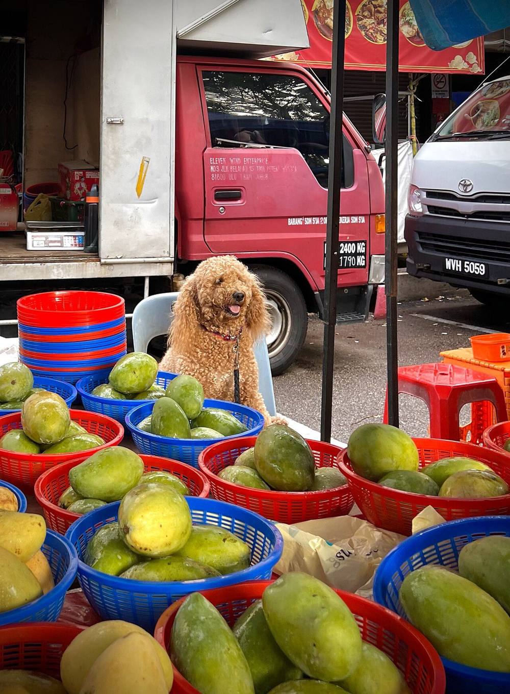 A dog sitting behind a stall at a night market in Bukit Indah, Johor Bahru