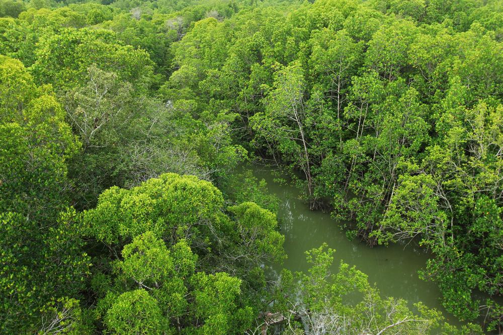 Mangrove forest at Taman Negara Johor Pulau Kukup