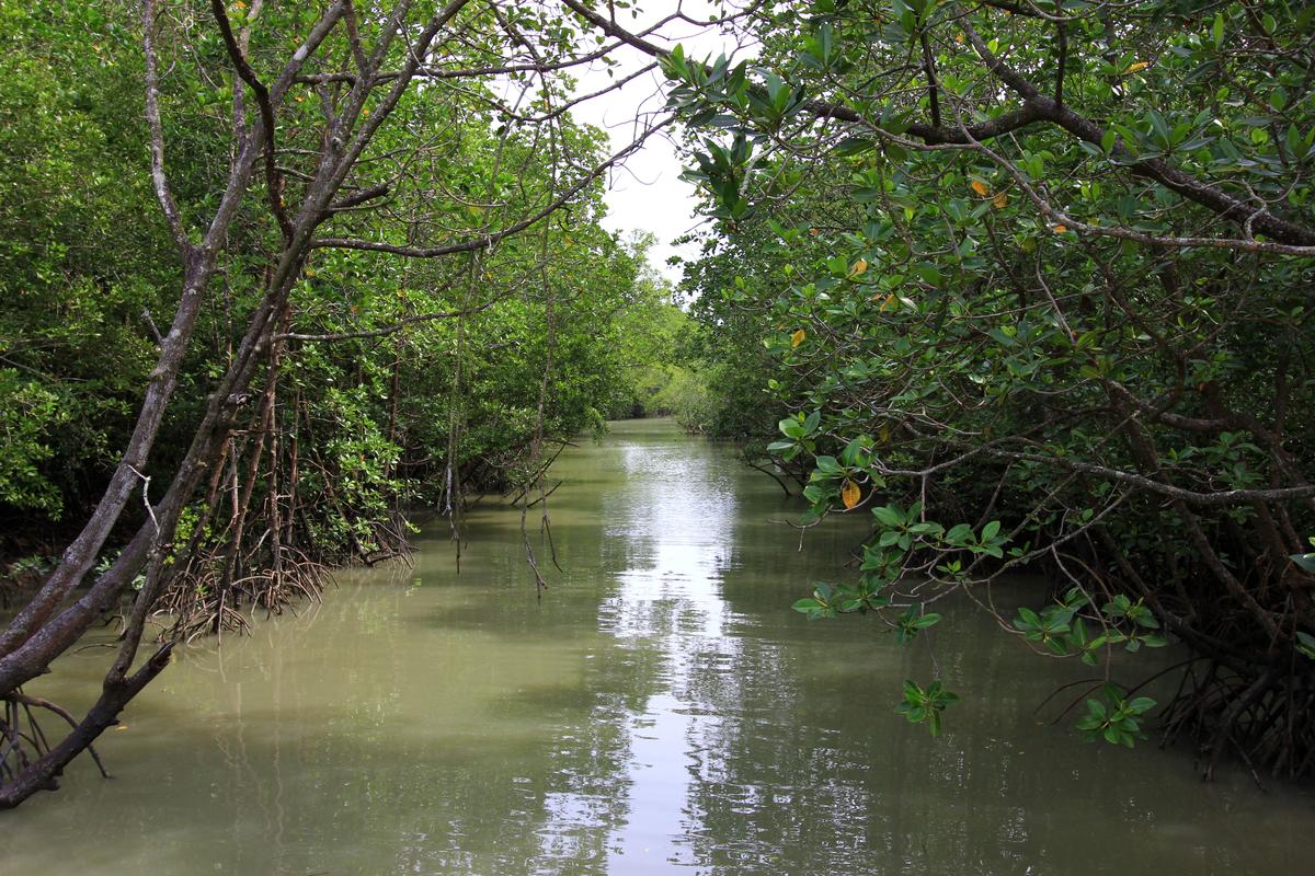 Mangrove forest on Pulau Kukup in Johor