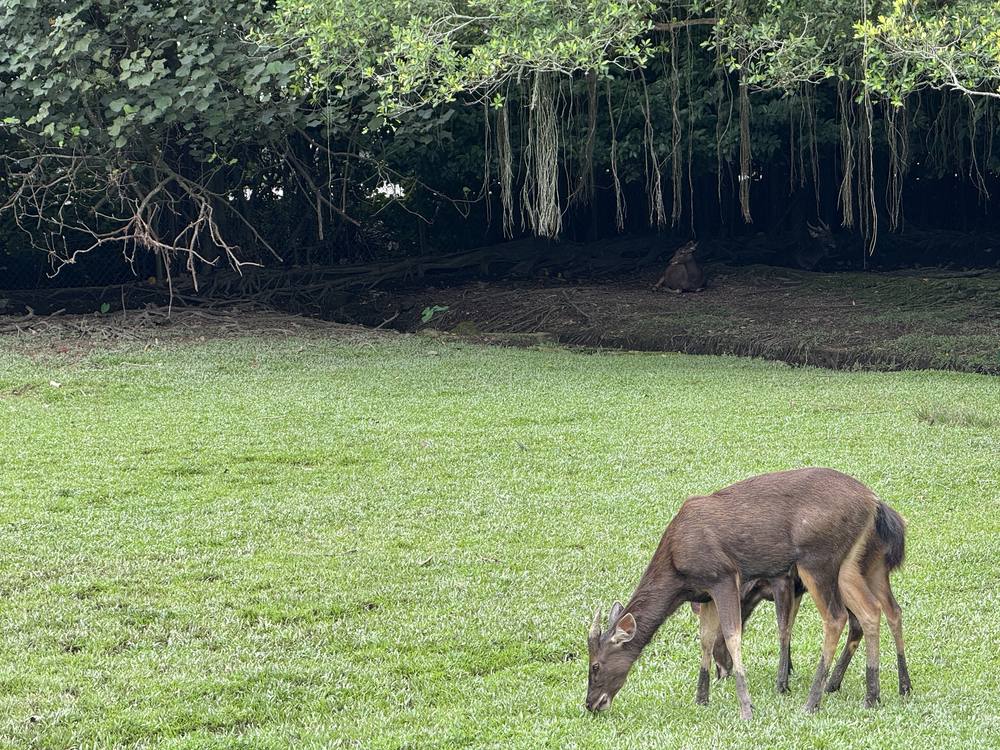 Sambar deer at Zoo Johor in Johor Bahru